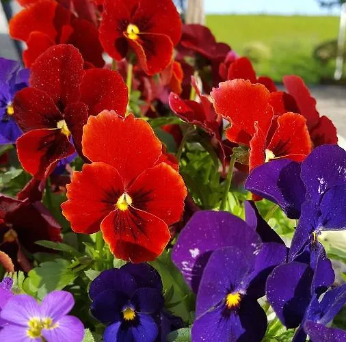 Oda ve Kahvaltı Benb Zuidoord